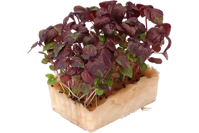 Shiso purple cress duo topseal stuk